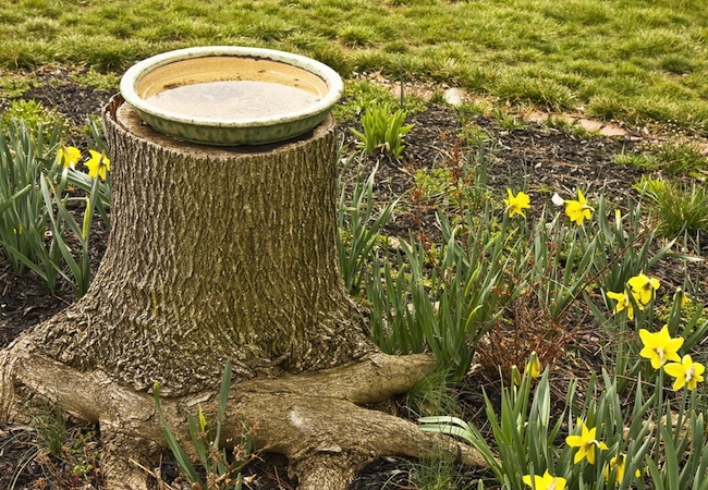 bird-bath Tree Stump Ideas - Bird Bath