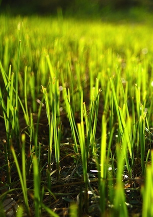 detail How to Plant Grass Seed - Detail