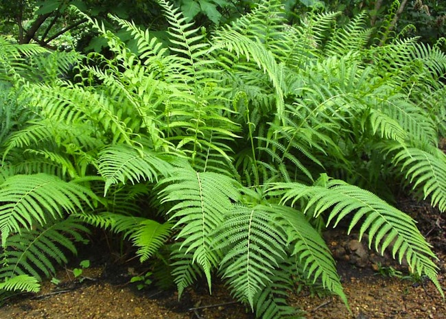 ferns ferns