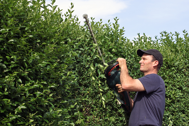 hedge-pruning Hedge Pruning