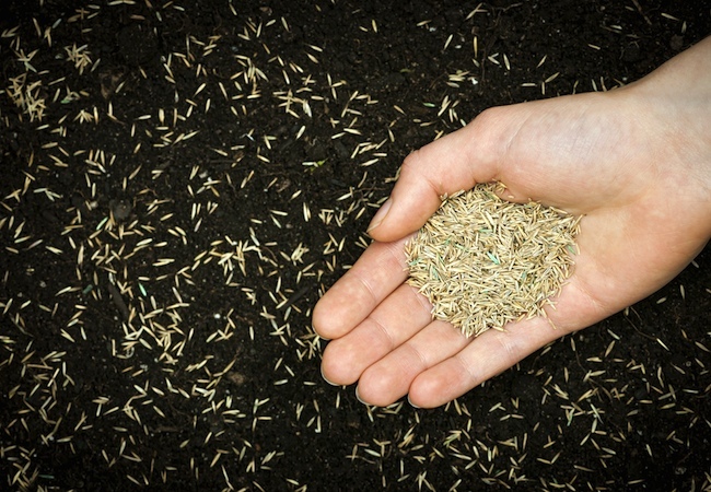 how-to-plant-grass-seed How to Plant Grass Seed