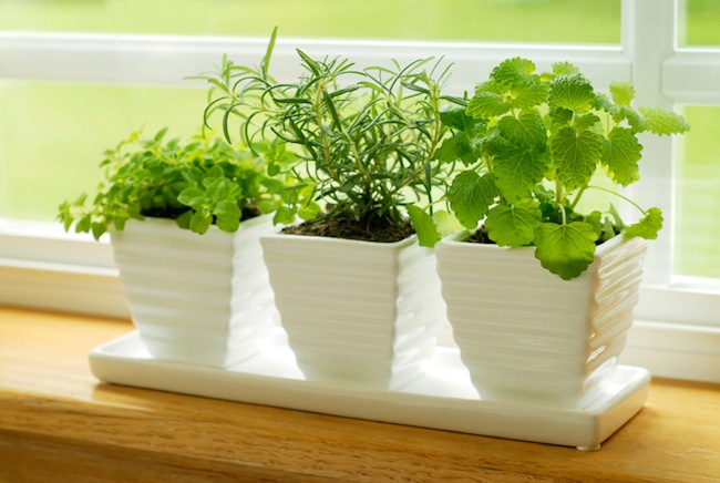 Indoor-Herb-Gardens Indoor Herb Gardens