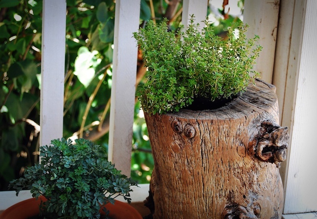 planter Tree Stump Ideas - Planter