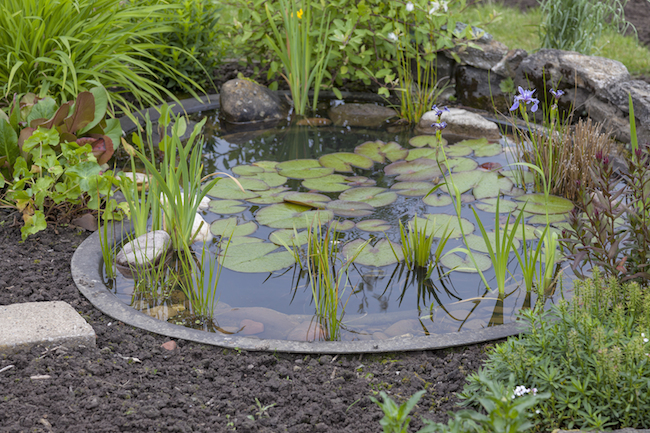 backyard-ponds Backyard Ponds