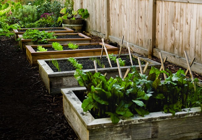 raised-garden-beds Raised Garden Beds