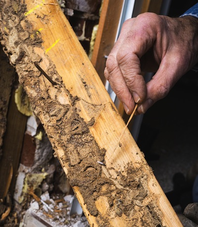 shutterstock_181588766 Termite Damage