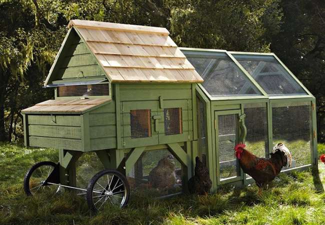 backyard-chickens Backyard Chickens