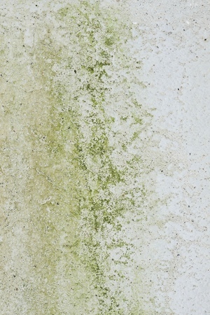 detail-mold How to Kill Mold - Detail Mold