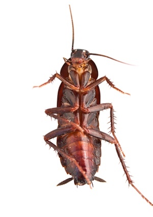 detail How to Get Rid of Cockroaches - Detail