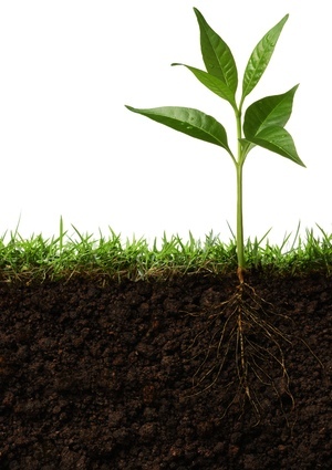detail How to Test Soil pH - Detail