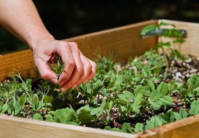 how-to-build-a-raised-garden-bed How to Build a Raised Garden Bed
