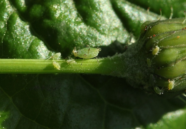 how-to-deal-with-aphids How to Deal with Aphids