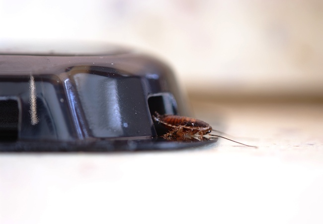 how-to-get-rid-of-cockroaches How to Get Rid of Cockroaches