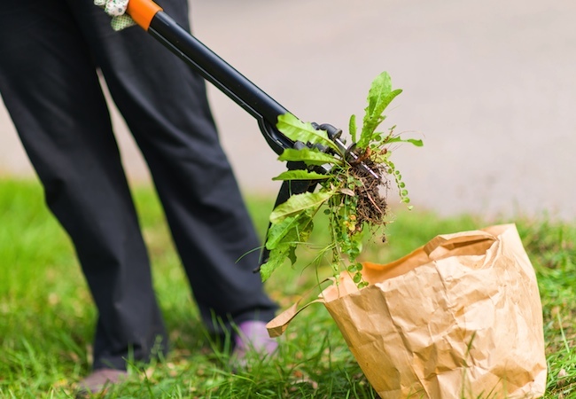 how-to-get-rid-of-crabgrass How to Get Rid of Crabgrass