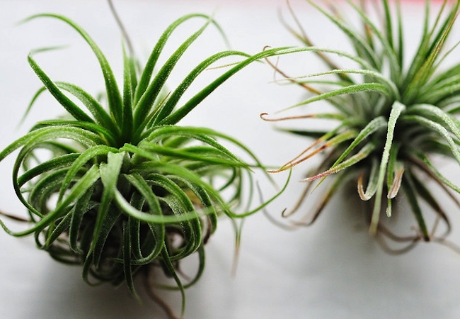 how-to-grow-air-plants How to Grow Air Plants
