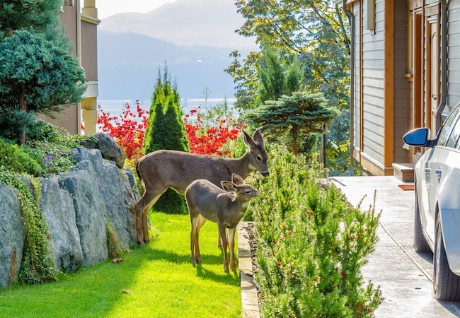 how-to-keep-deer-out-of-a-garden How to Keep Deer Out of a Garden