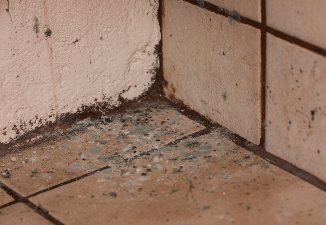 how-to-kill-mold How to Kill Mold
