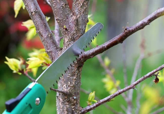 how-to-prune-a-tree How to Prune a Tree
