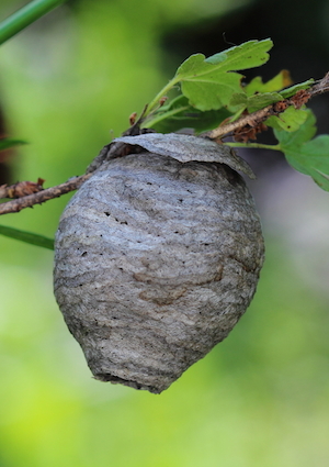 nest How to Get Rid of Wasps - Nest