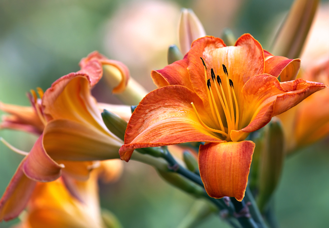 day-lily-care Day Lily Care