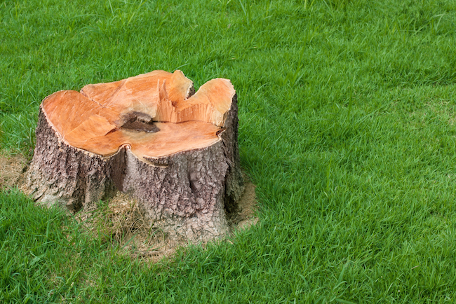 removing-tree-stumps Removing Tree Stumps