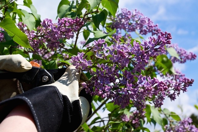lilac-pruning Lilac Pruning