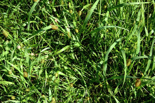 crabgrass Crabgrass
