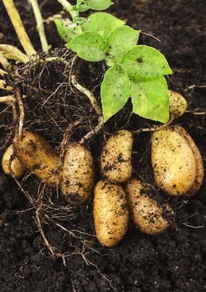 detail-plant How to Grow Potatoes - Detail Plant