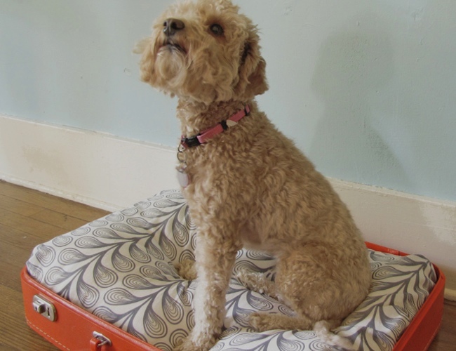 suitcase DIY Dog Bed - Suitcase