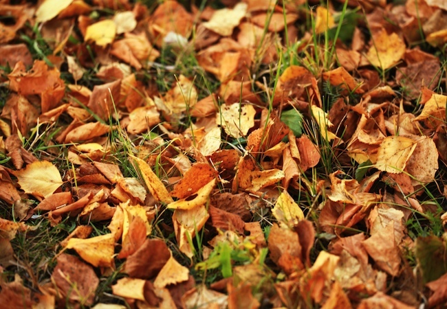 Mulching Leaves - Is It a Mistake to Rake? - Bob Vila