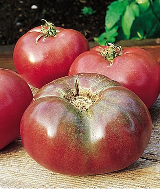 cherokee-purple Growing Tomatoes - Cherokee Purple