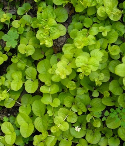 creeping-jenny Ground Covers - Creeping Jenny
