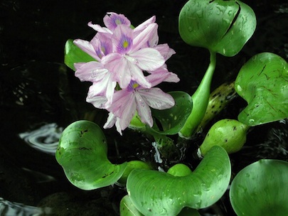 water-lily Building a Pond - Water Lily