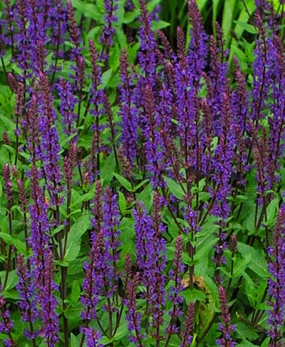 salvia Ground Covers - Salvia