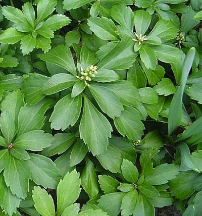 juicy-pachysandra Ground Covers - Juicy Pachysandra