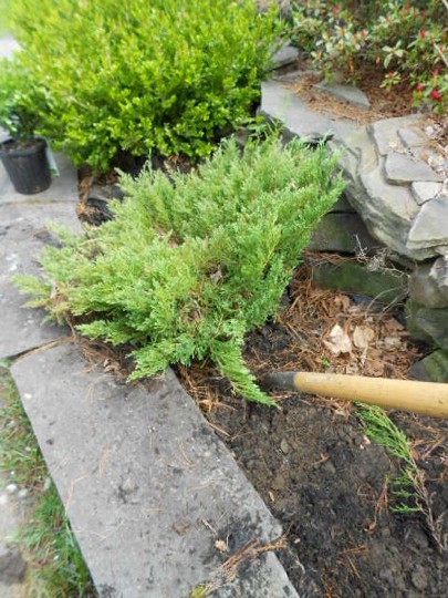 LABworks360 Spring Replanting