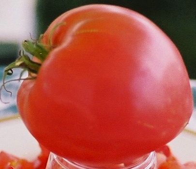 anna-russian Growing Tomatoes - Anna Russian