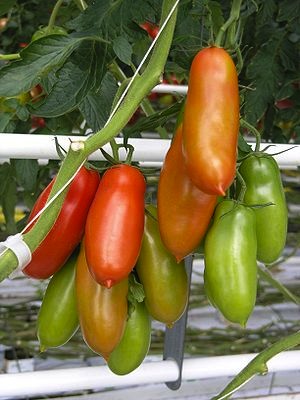 San-Marzano Growing Tomatoes - San Marzano