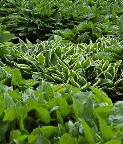 hosta Ground Covers - Hosta