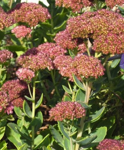 sedum Ground Covers - Sedum