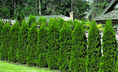 privacy Growing Hedgerows - Privacy