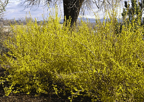 flowering Growing Hedgerows - Flowering