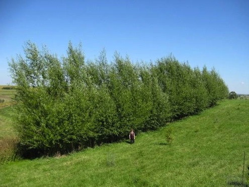 windbreak Growing Hedgerows - Windbreak