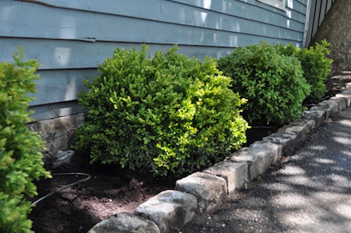 KatyElliott-boxwoods-in-may-11-2010 Boxwoods