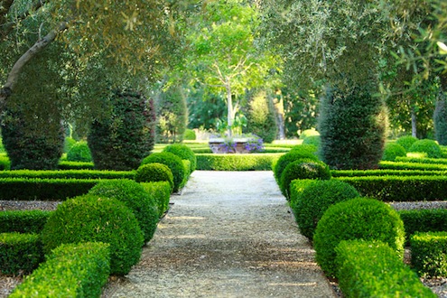 LouPenningLandscape-boxwood Boxwoods