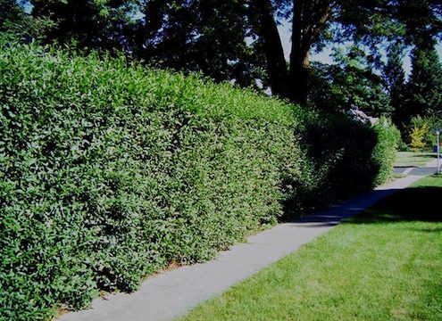 Villagewalkbonita-Privet-hedgerow Villagewalkbonita-Privet-hedgerow