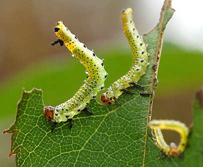 completegarden.wordpress.com Integrated Pest Management