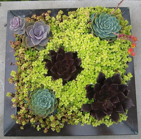 container garder.containergardeningforyour Container Gardening - DIY Deals