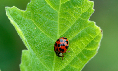 flickr.com Green Gardening