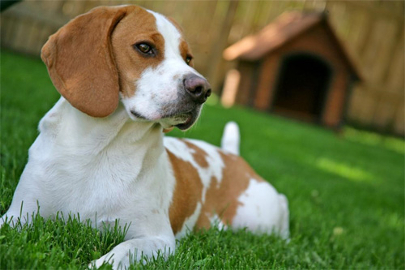 mbfdogsupplies.com Doghouse